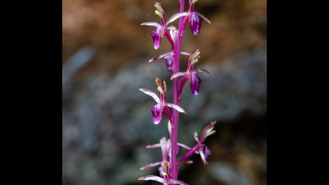 aka Merten's coralroot. Corallorhiza mertensiana Western coralroot