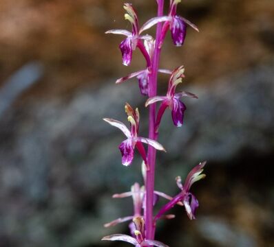 aka Merten's coralroot. Corallorhiza mertensiana Western coralroot
