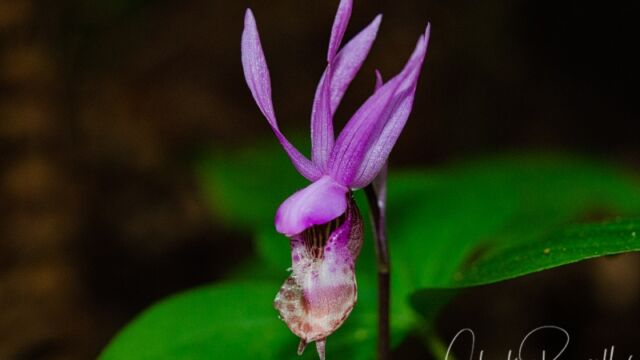 aka Calypso orchid. Calypso bulbosa var. occidentalis Fairy slipper