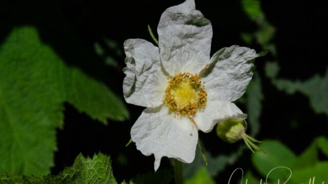 Rubus parviflorus Western thimbleberry