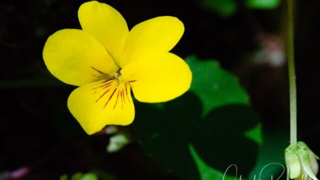 Viola sempervirens Redwood violet