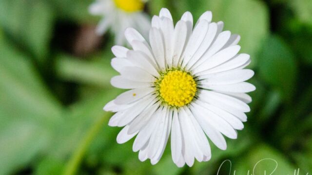 Bellis perennis English daisy