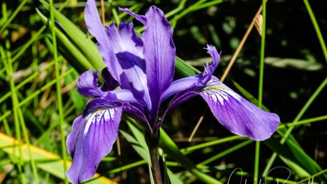Iris douglasiana Douglas iris