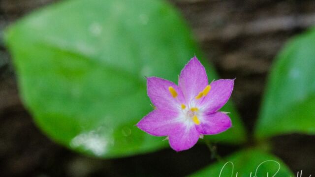 Lysimachia latifolia Pacific starflower
