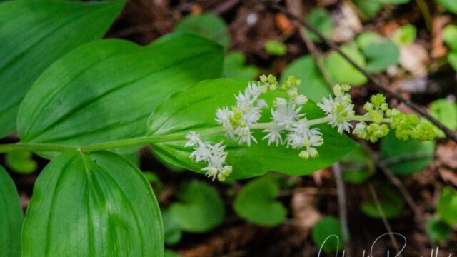Aka False solomon's seal. Maianthemum racemosum Feathery false lily of the valley