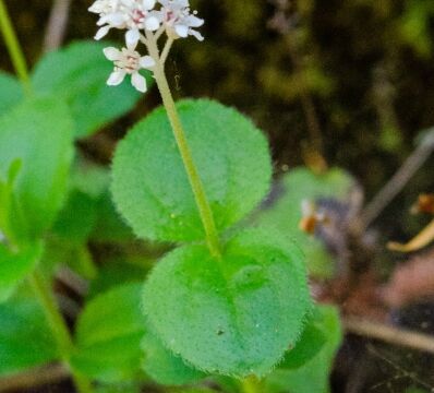 Whipplea modesta Modesty