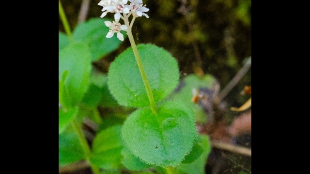 Whipplea modesta Modesty