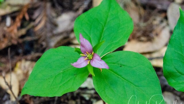Trillium ovatum ssp. ovatum Western trillium