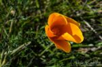 Eschscholzia californica California poppy