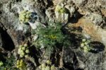 Lomatium dasycarpum Hog fennel