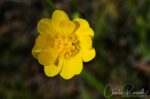 Ranunculus californicus California buttercup