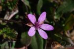 Erodium cicutarium Red stemmed filaree