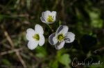 Cardamine californica Milk maids
