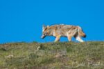 Coyote companion on the hike