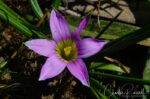 Rosy sandcrocus Rosy sandcrocus