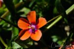 Lysimachia arvensis Scarlet pimpernel