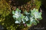 Sedum spathulifolium Broadleaf stonecrop