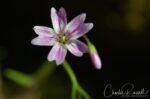 Claytonia exigua ssp. exigua Little spring beauty