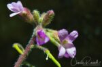 Boechera breweri ssp. breweri Brewer's rockcress