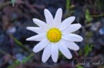 Anthemis cotula Mayweed