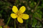 Ranunculus occidentalis var. occidentalis Western buttercup