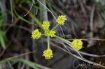 Lomatium caruifolium Caraway leaved lomatium