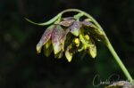 Fritillaria affinis Checker lily, Fritillaria affinis
