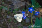 Houndstongue and butterfly