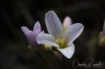 Cardamine californica Milk maids