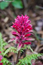 Pedicularis densiflora Warrior's plume