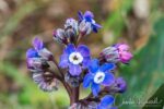 Cynoglossum grande Pacific hound's tongue