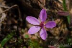 Erodium cicutarium Red stemmed filaree