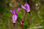 Primula hendersonii Mosquito bill