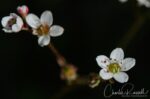 Micranthes californica Greene's saxifrage