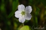 Nemophila pedunculata Littlefoot nemophila