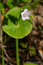 Claytonia perfoliata Miner s lettuce