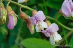 Lathyrus vestitus var. vestitus Hillside pea