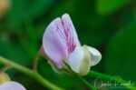 Lathyrus vestitus var. vestitus Hillside pea