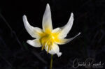 Erythronium helenae, CNPS rated 4.2, Modini-Mayacamas Reserve, California. Native, endemic Erythronium helenae