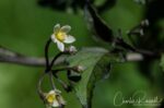 Solanum americanum American black nightshade