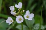 Cardamine californica, aka Bitter cress Milk maids