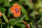 Lysimachia arvensis Scarlet pimpernel