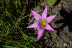 Romulea rosea Rosy sandcrocus