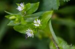 Stellaria media Chickweed