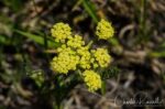 Lomatium dasycarpum or Lomatium utriculatum Hog fennel