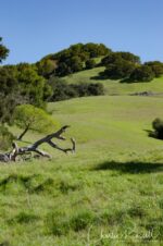 Mount Burdell Open Space Preserve