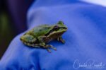 Pseudacris sierra Pacific chorus frog