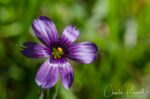 Sisyrinchium bellum Western blue eyed grass