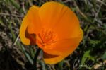 Eschscholzia californica California poppy