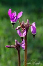 Primula hendersonii Mosquito bill